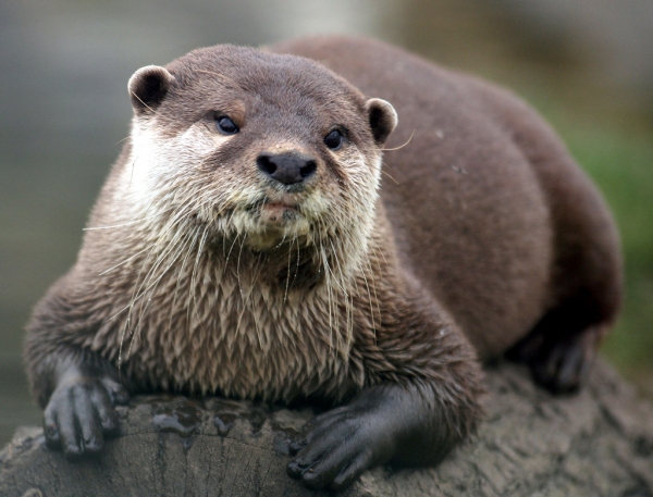 Creation of Otter: Step 1